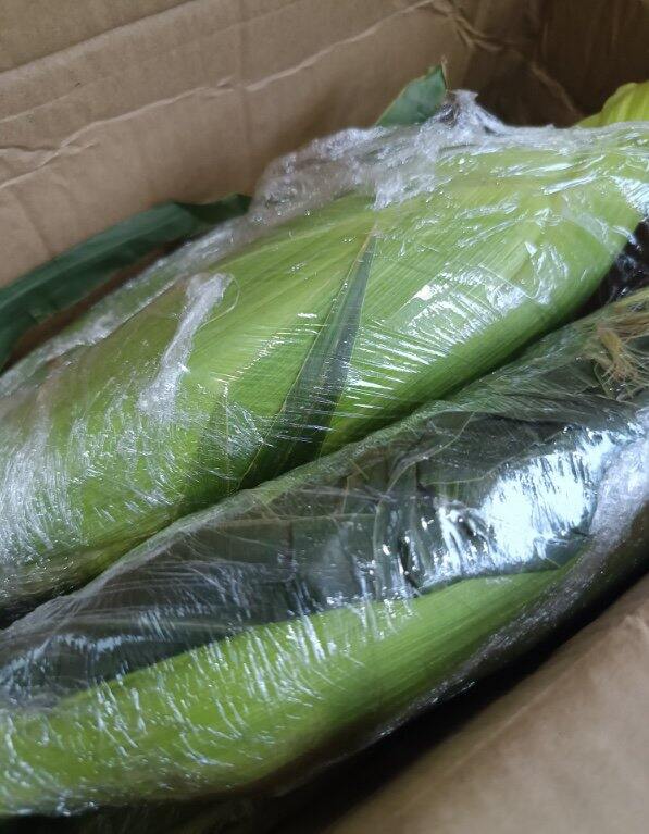 玉米🌽