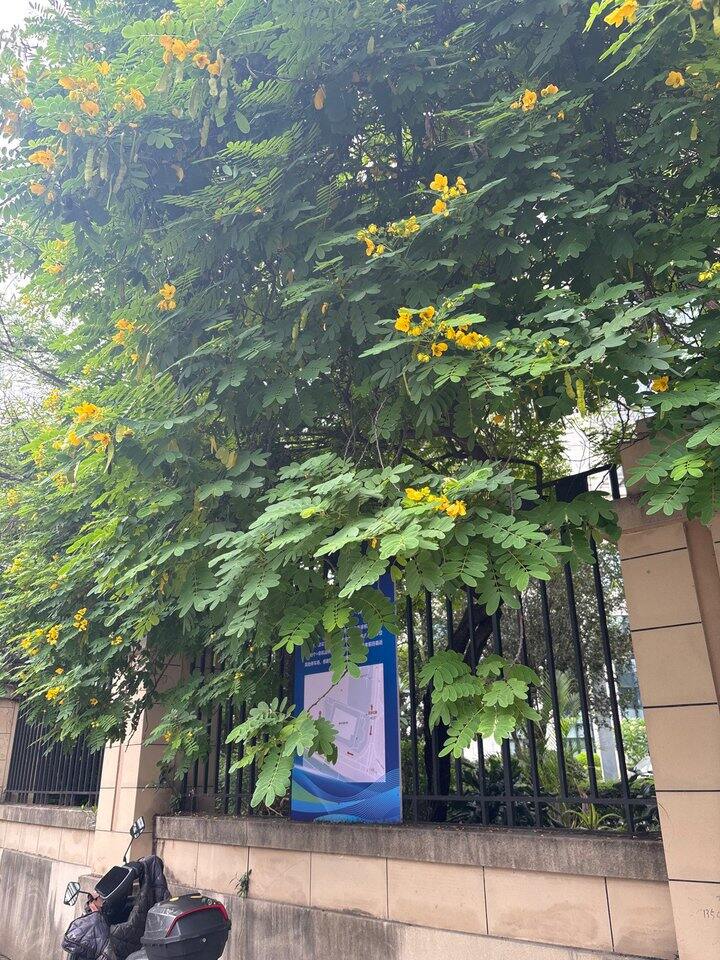 想独居