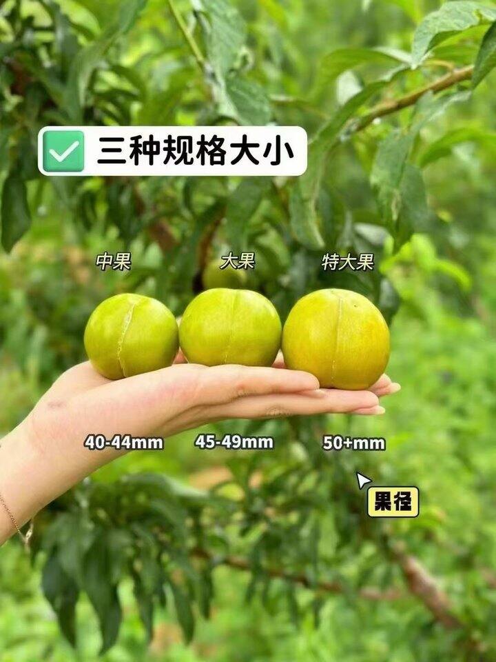 关于蜂糖李几个问题
