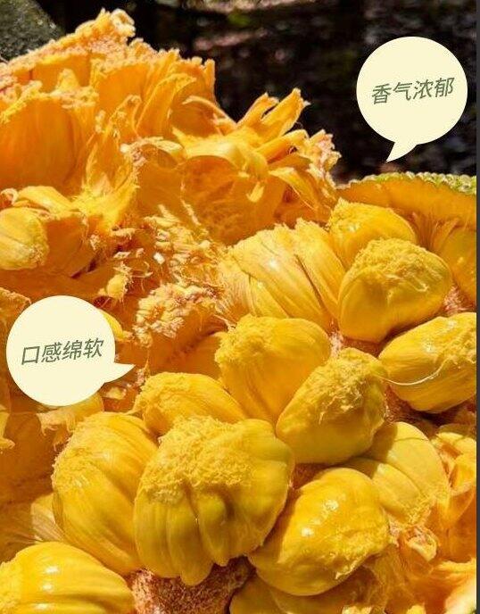 【榴莲蜜】亏本限量试吃：49元/个
