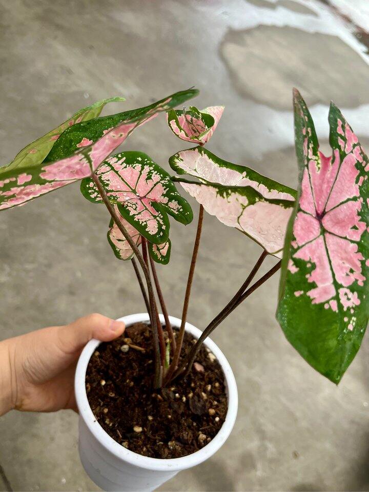 5片变7片