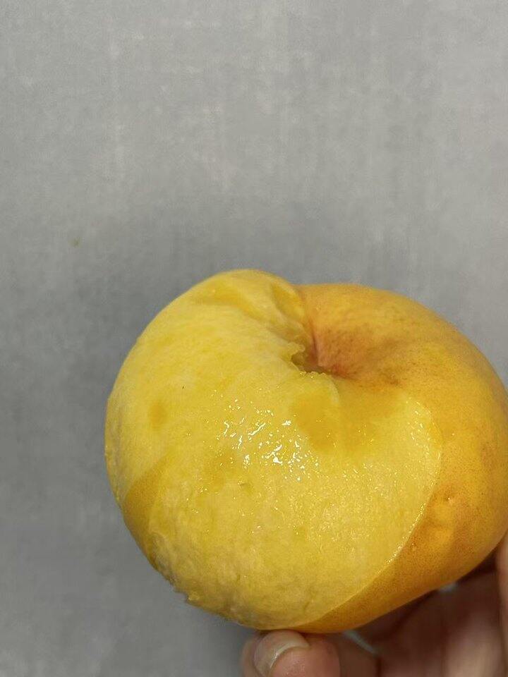 仙菊黄金油桃