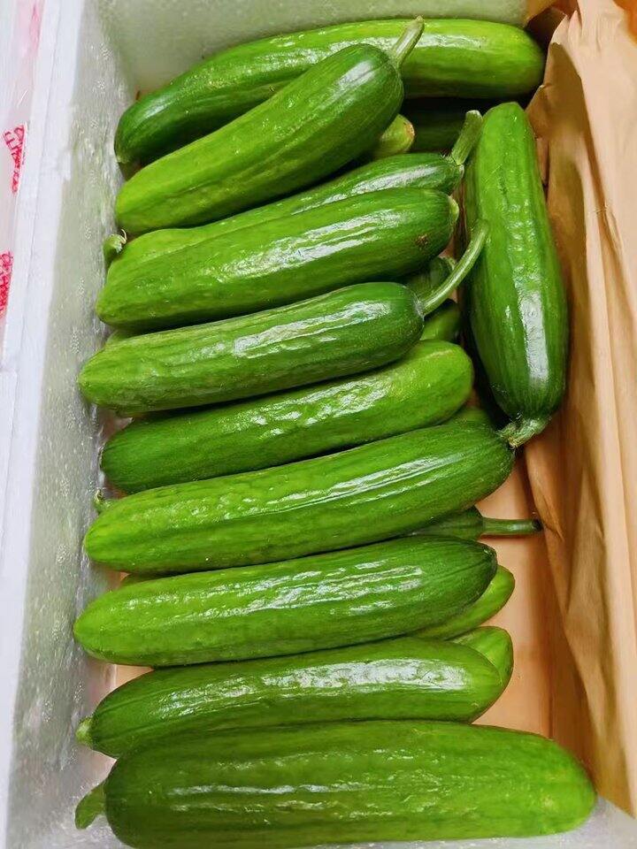 一一水果黄瓜好价‼一一