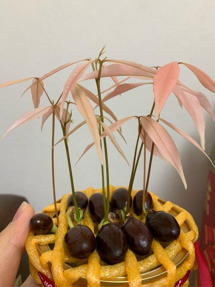 默默玩上水培了