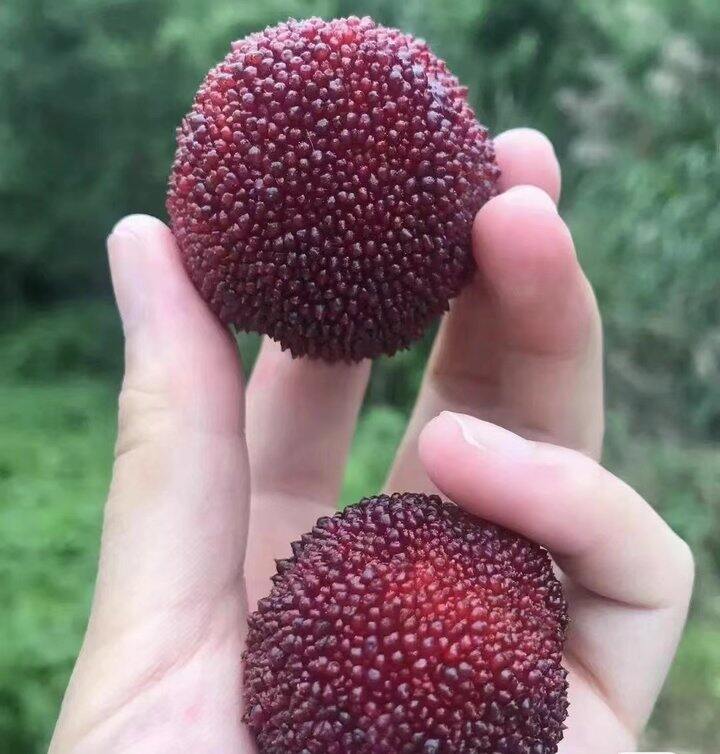 杨梅迷看过来～