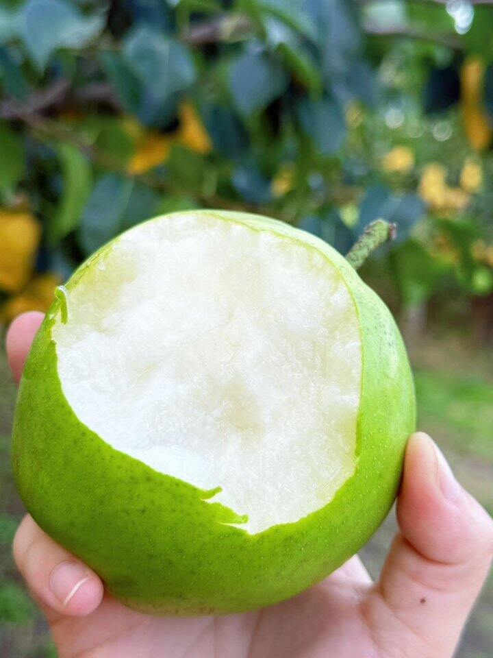 【苏脆一号蜜梨🍐】限量试吃29.9元/箱