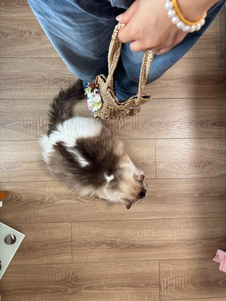 又有狗小宝