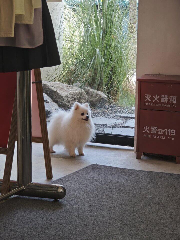 直播间的小团子～
