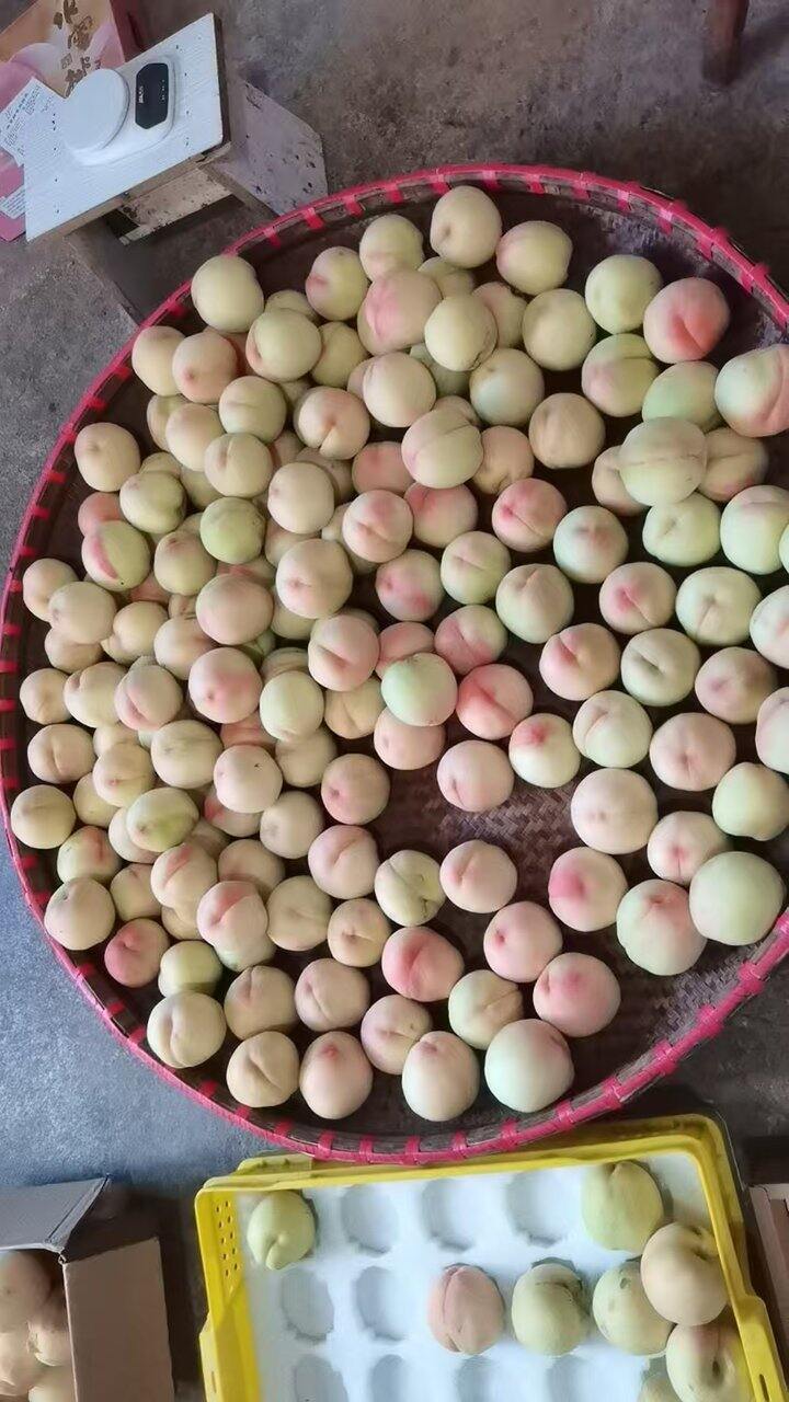 今天最后一天，卖完明年再见