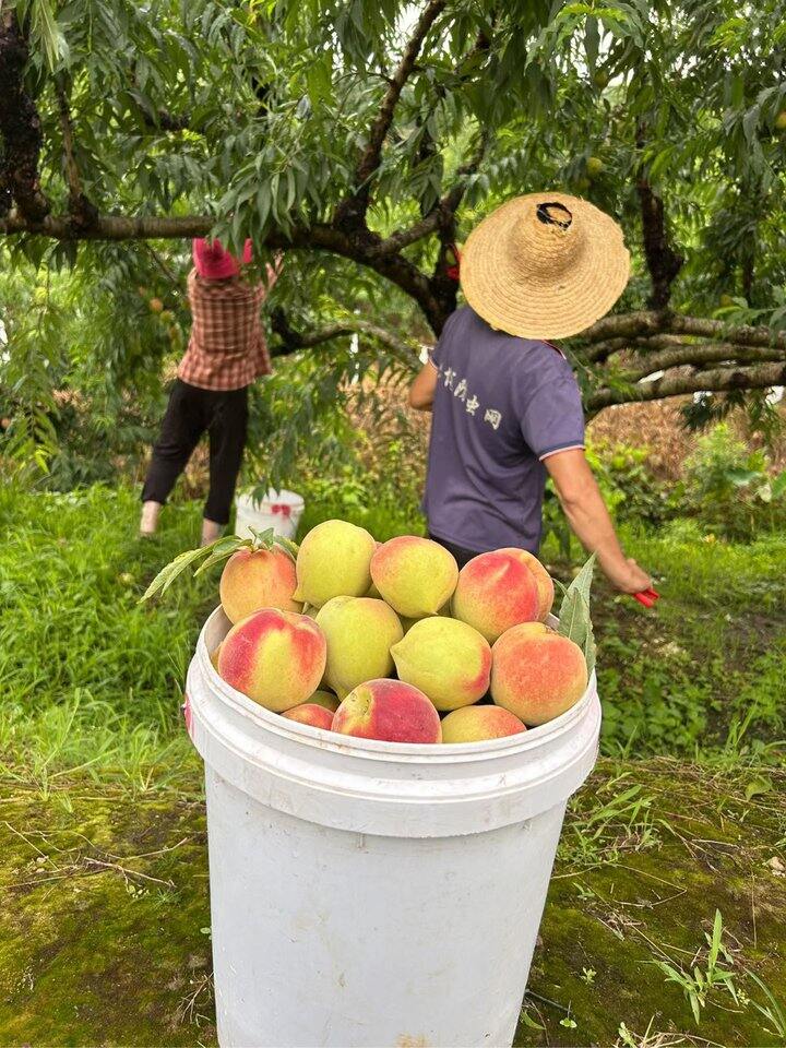 鹰嘴桃上架啦！！！