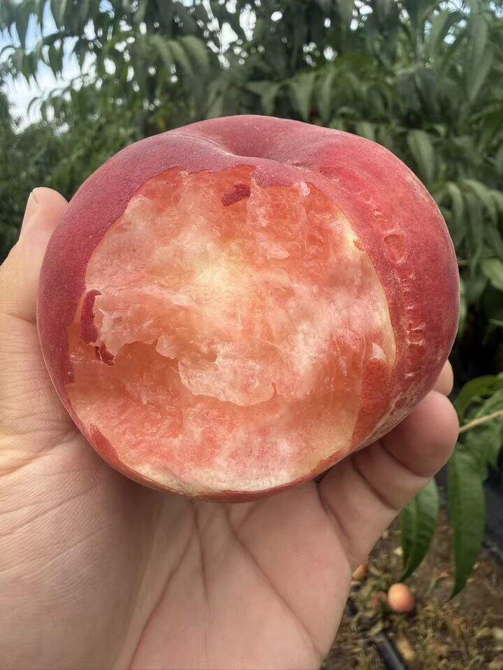 【老奶奶脆桃】限量亏本试吃👉大果29.9元/箱
