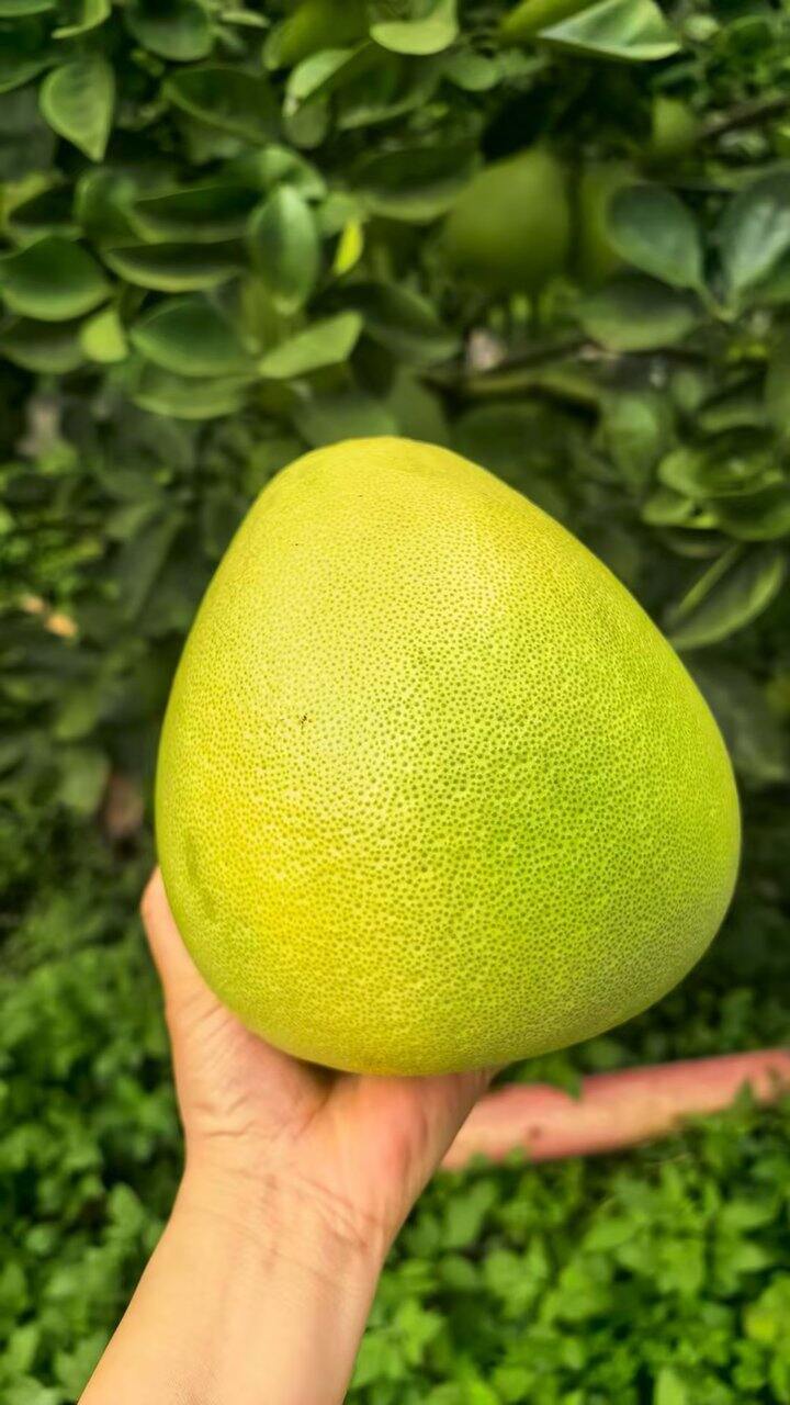 来买傣柚～