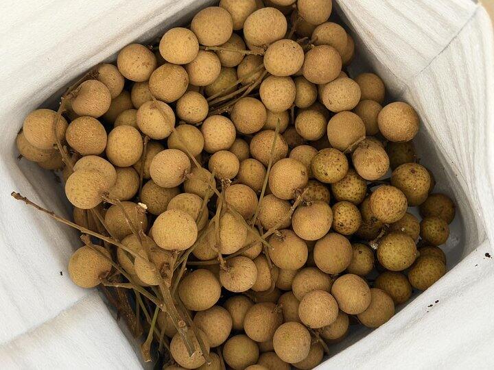 桂圆