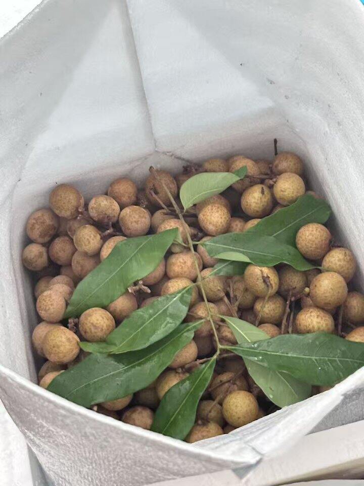 龙眼