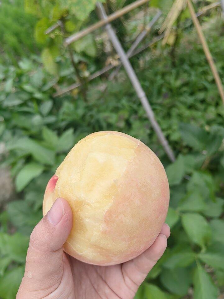 明天可能有湖景试吃
