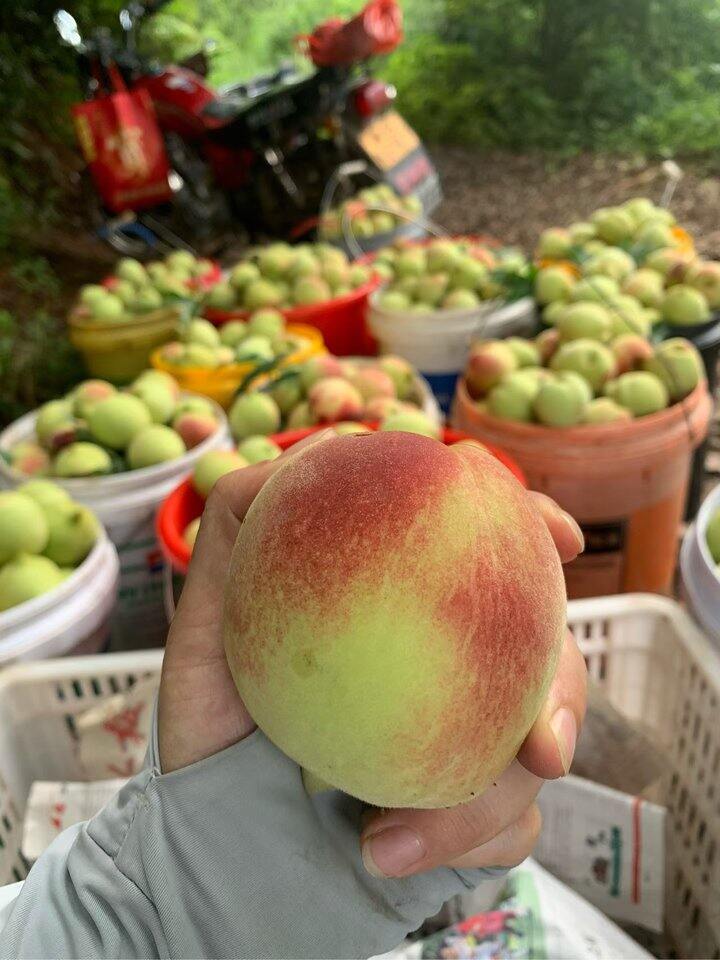 今日份鹰嘴桃