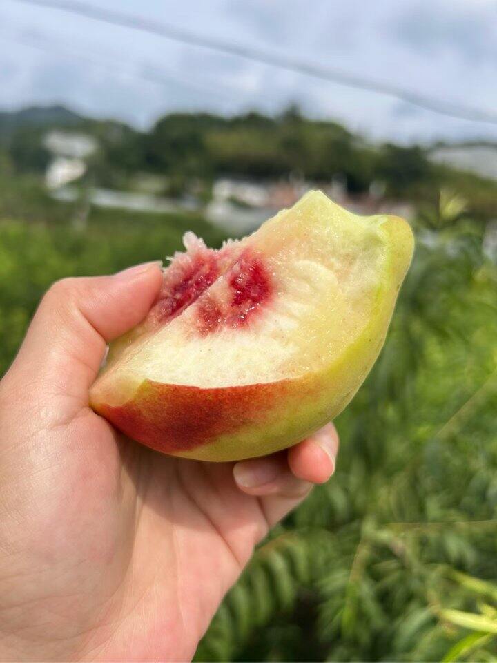 鹰嘴桃特大果最后两天样子啦