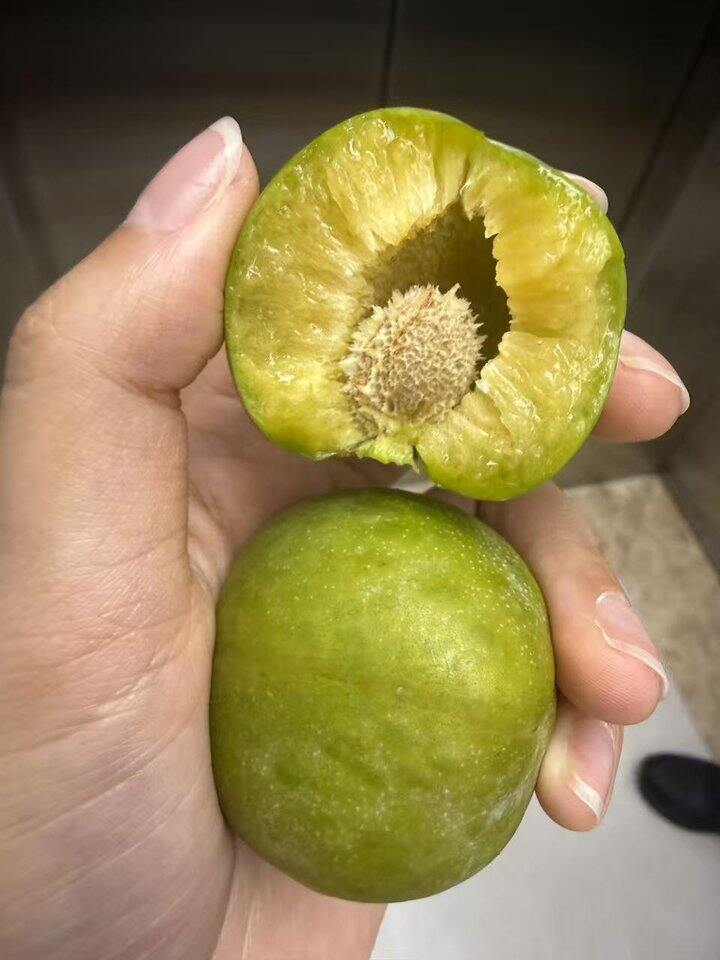 脆李