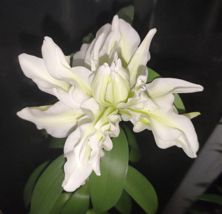 花开