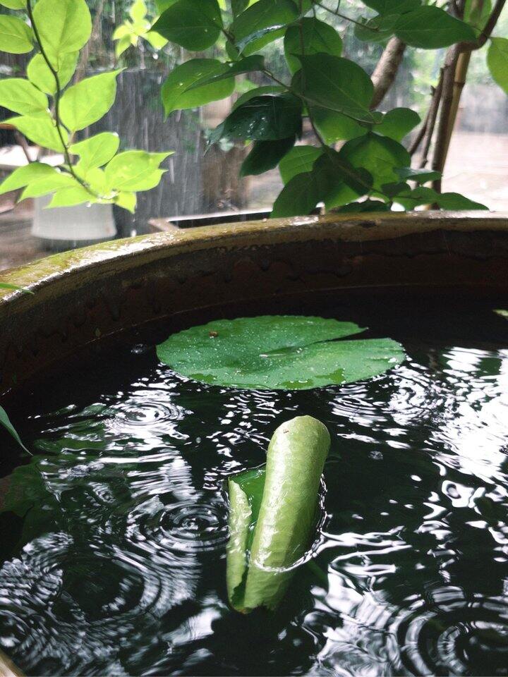 躲雨🍃