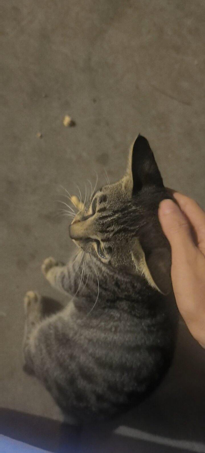 亲人的猫咪