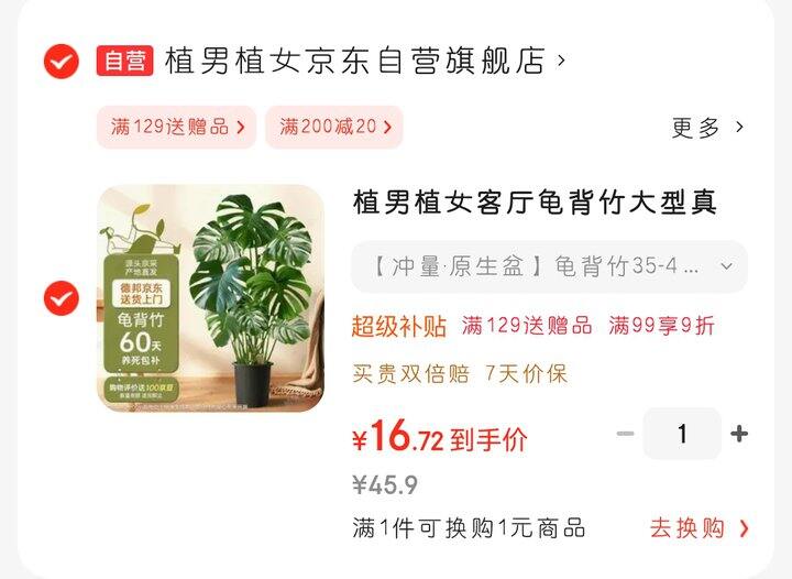 龟背竹