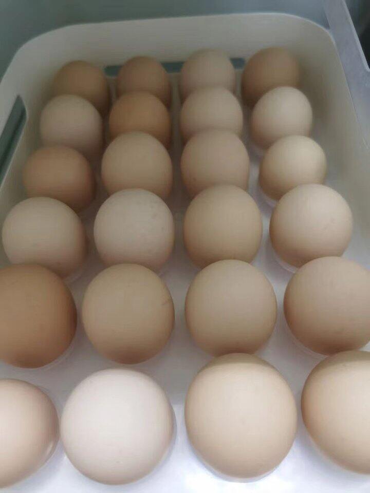 好念头 黑鸡鸡蛋🥚