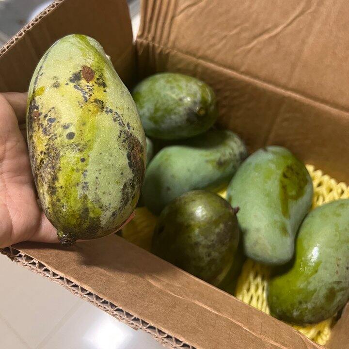 每年夏天都会馋的桂七芒果