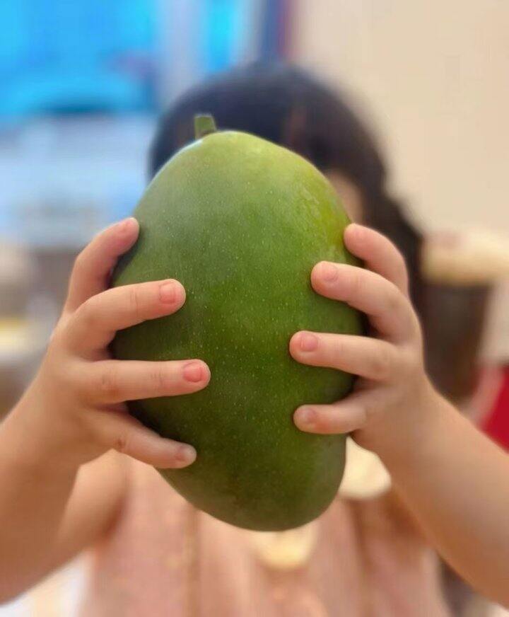 自营凯特芒🥭