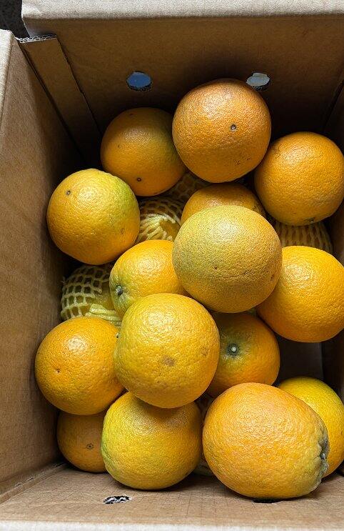湖北夏橙🍊