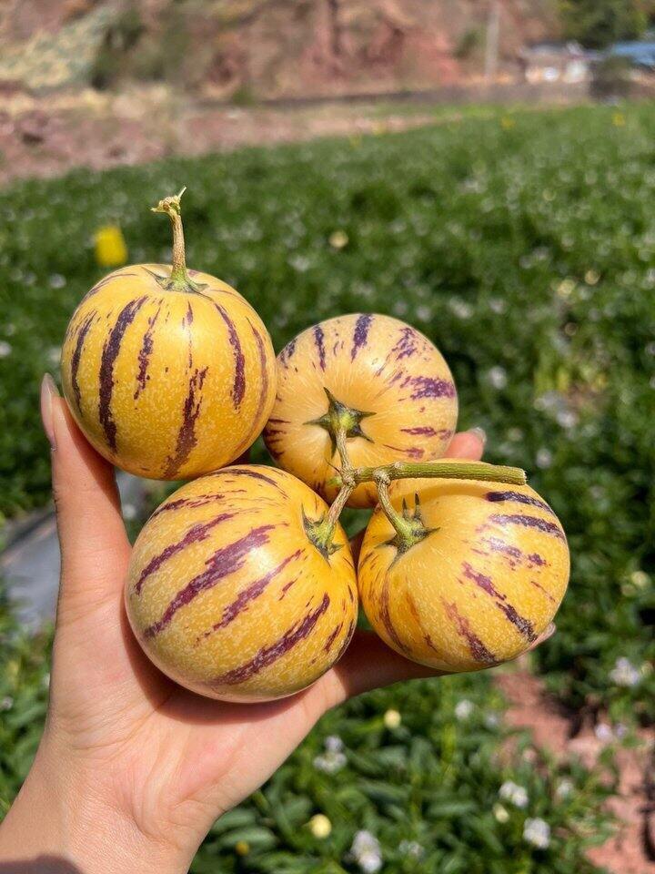 【树上熟_人参果】限量抢购15.8/箱