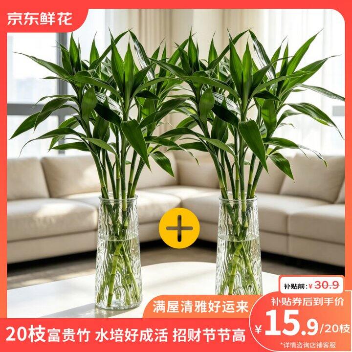 富贵竹20支15.9