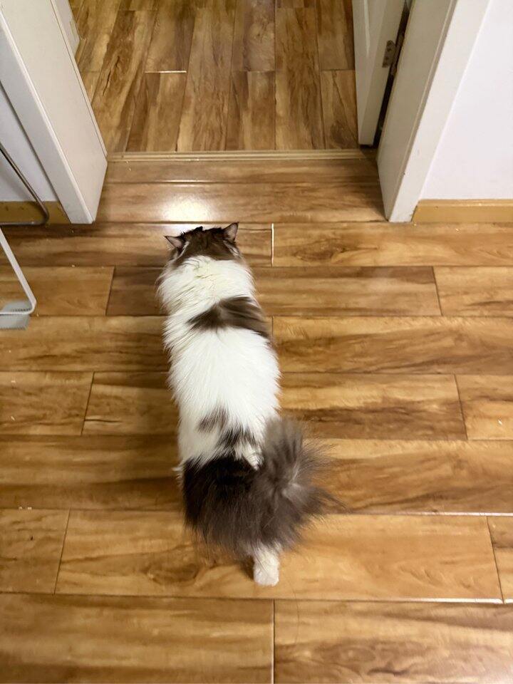 猫咪洗澡真的是一个技术活