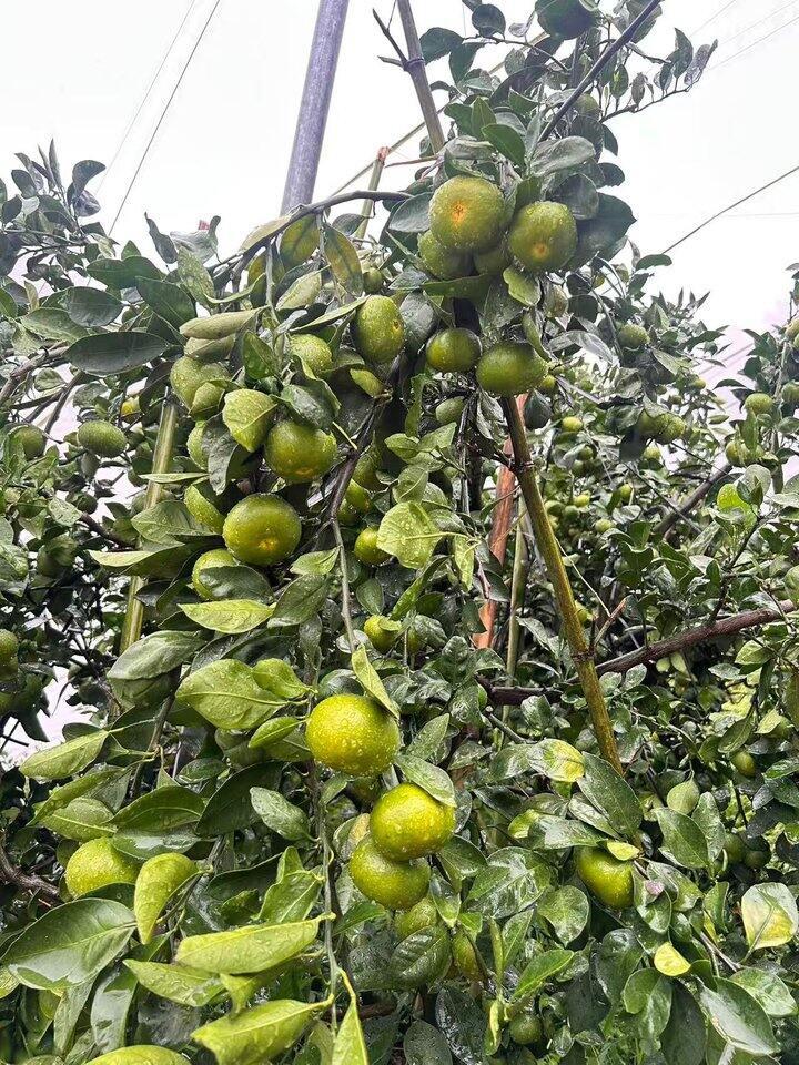 蜜橘再等等
