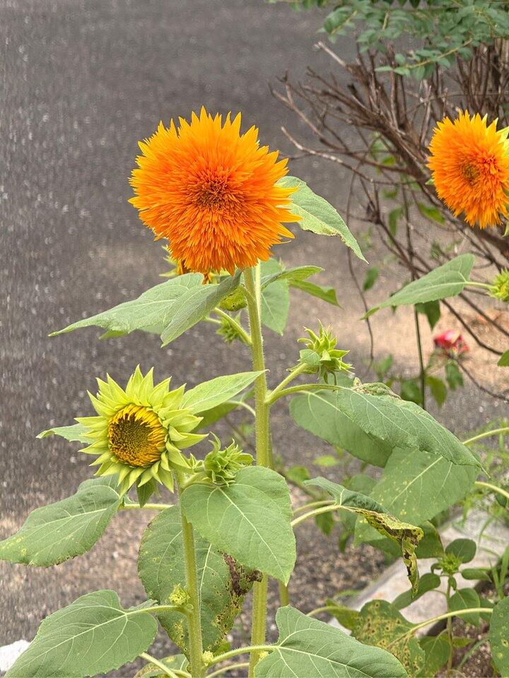向日葵🌻