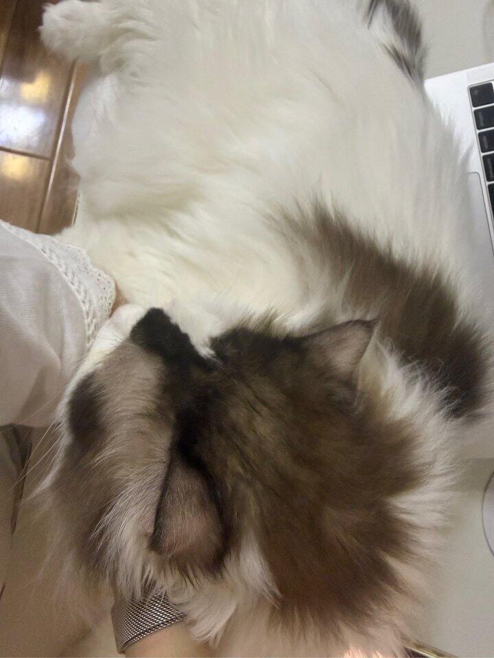 我的崽真依赖我