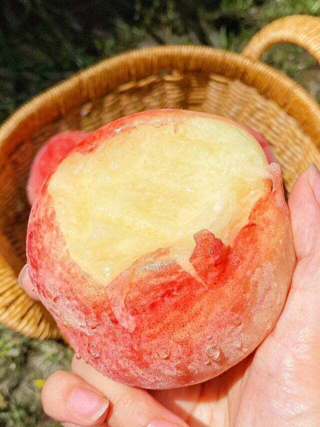 【甘肃兰州白凤水蜜桃】实打实自然树熟的蜜甜