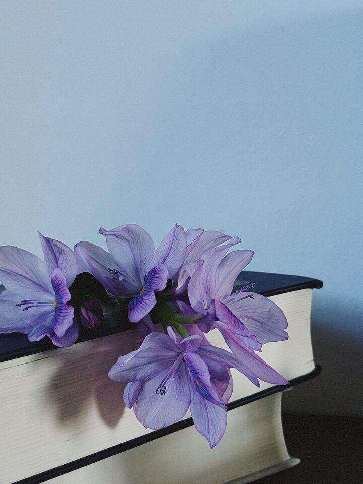 花与温柔，自给自足。
