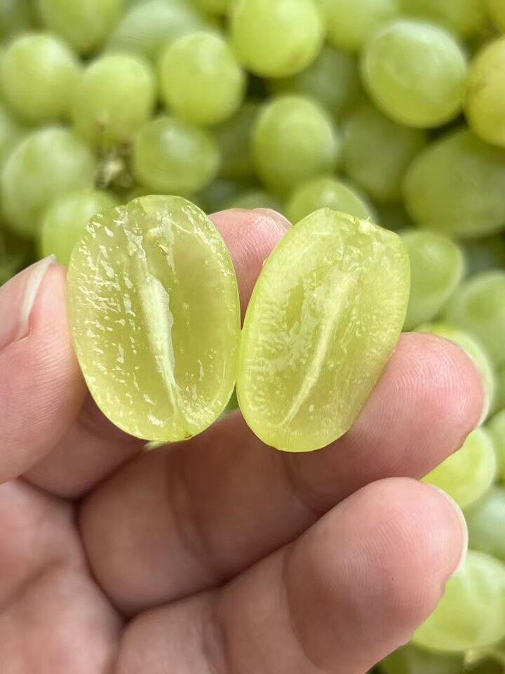 新疆白葡萄