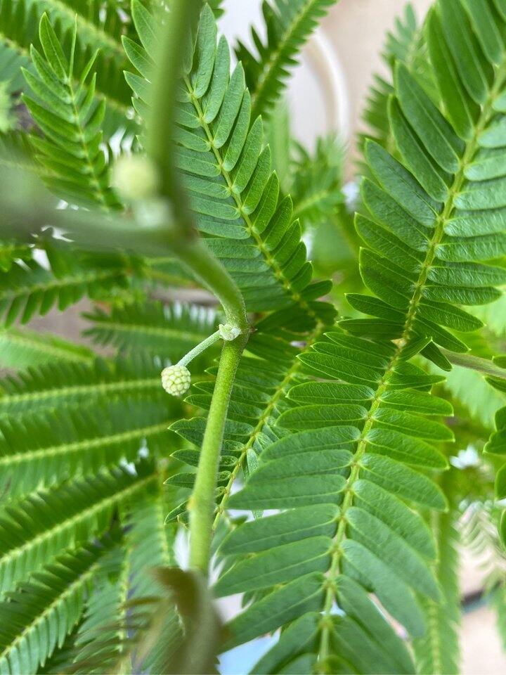 密叶猴耳环第一次开花的小记录