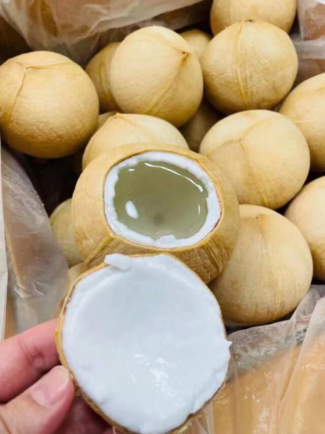 【泰国椰皇】老树产出，椰水清甜自带奶香