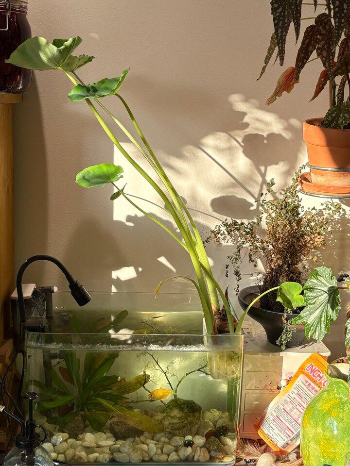植物