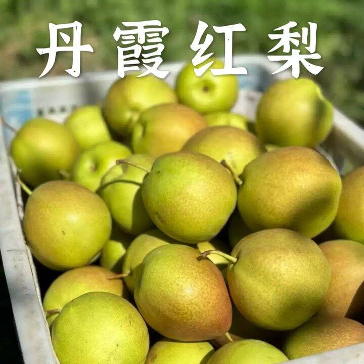 🍐自家新果丹霞红梨上市