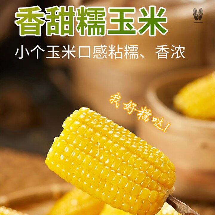 东北糯玉米10段12.8