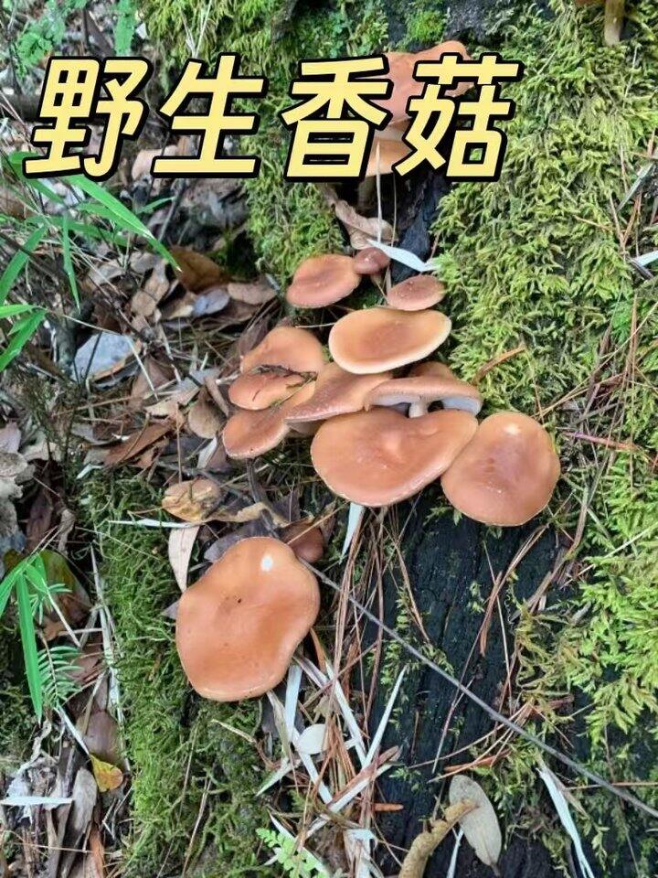 【云南纯天然香菇】素有"山珍之王"之称