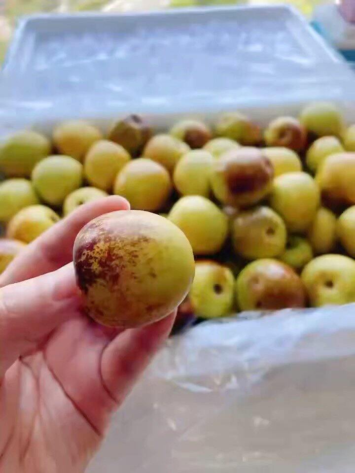 ‼大荔冬枣