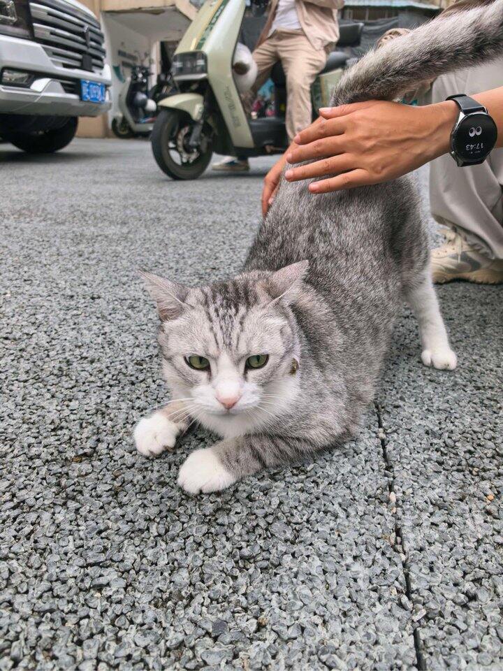 翘屁嫩猫哈哈哈哈
