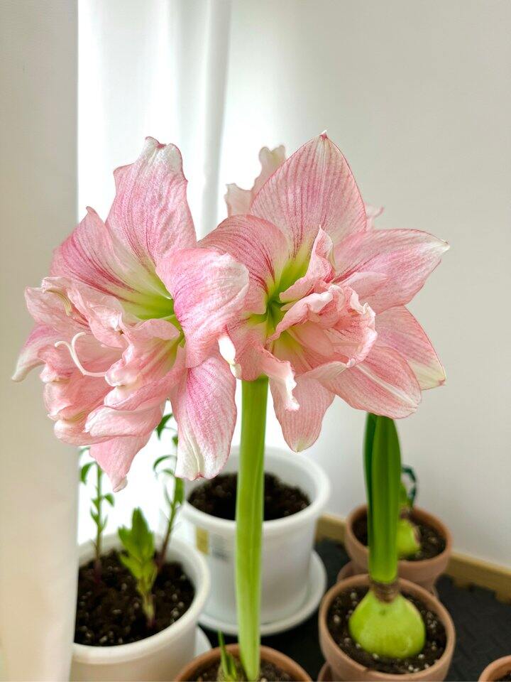 朱顶红开花了