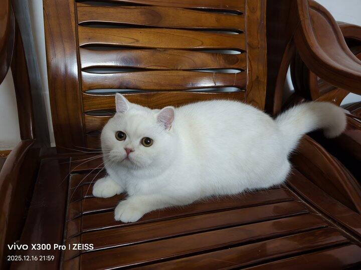 避雷，乖巧猫粮！