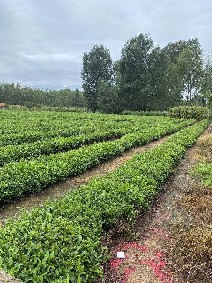 有没有姐妹需要青岛海青绿茶啊